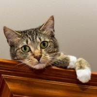 猫が『そばに来てほしがっている』ときの4つのサイン　よく見られるシチュエーションは？