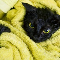 お風呂を拒否する猫を『洗わずにキレイにする』4つのアイデア　ストレスなく汚れを解消
