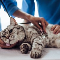 猫を『突然死』させるかもしれない恐ろしい病気4選　予兆や予防法なども解説
