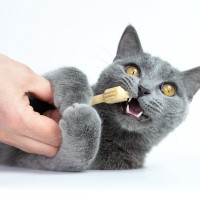 猫の『間違った歯磨き』3つの過ち　かえって健康を損なうNGケアとは？正しい磨き方も