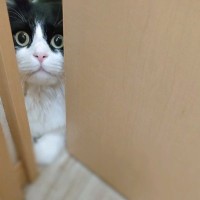 「トイレに入るとこうなる…（笑）」ドアの前でトイレの安全点検をしている猫がジワる♪