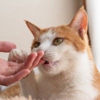 猫が飼い主さんに『甘噛み』をしてくる3つの理由　痛くはなくてもやめさせたほうが得策