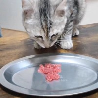 保護子猫が『マグロの刺し身』を初めて食べたら…心温まる反応にほっこりすると2万3000再生「本当に感謝」「癒やされる」の声