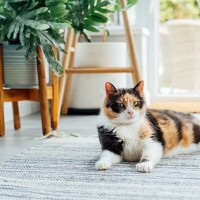 猫と幸せに暮らすための『お家探し』5つポイント　安心して、楽しく猫と生活できる家の条件とは