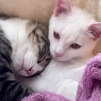 別々の場所で保護された2匹の子猫…苦難を乗り越えて『共に幸せを掴むまで』の記録が25万9000再生「目頭が熱く」「ずっと幸せに」