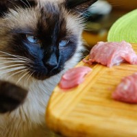 『猫の食性』のホント　肉食？雑食？魚好き？正しく知るための4つの知識