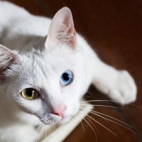 猫の『目の色』全部で何種類か知ってますか？代表的なカラーや珍しい種類を解説