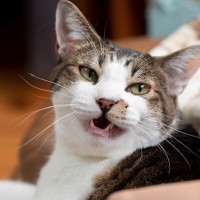 猫の『鳴き方別に見る心理』5パターンを解説！「ニャ～」「ンー」「シャーッ！」…それぞれどんなキモチ？