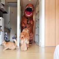猫と大型犬に『恐竜がいるドッキリ』しかけたら…想像以上の反応が面白すぎると39万1000再生「不審者にも忠実ｗ」「腹よじれた」