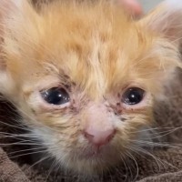 ボロボロの状態で保護された子猫…たくさんの愛情を注がれ『幸せを掴むまで』の軌跡が79万3000再生「涙腺崩壊」「感激した」の声