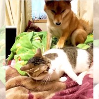 『昼寝したい猫』VS『遊んでほしい犬』…可愛すぎるちょっかいに32万回再生「なんて微笑ましい」「怒られちゃったｗ」「優しい世界」