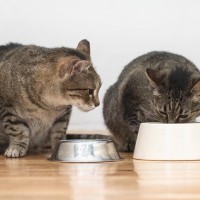 猫の多頭飼育で起こり得る『食事トラブル』3つ　横取り、感染…防ぐためのポイントも