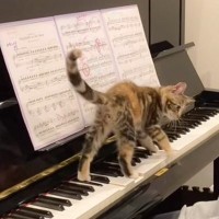 猫がピアノを弾いている女の子に…『熱烈指導』の光景が可愛すぎると54万4000再生「一緒に上手になれそう」「小さなピアニスト」