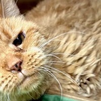 14歳で保護施設に引き渡された老猫…安楽死寸前に訪れた幸せなセカンドライフ
