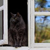 猫の『家出』につながるダメな住環境3選　ドア、窓…猫が抜け出せそうな場所はしっかり対策を