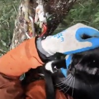 行方不明の猫をGPSで探すと高い木の上から鳴き声が…時間をかけ救出を試みた結果とは