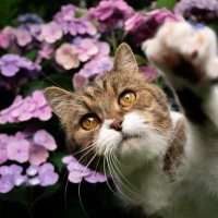 梅雨時期に咲き誇る『紫陽花』猫には危険な理由　誤飲した場合の症状も