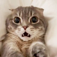 猫が”ポカン顔”で『フリーズ』してしまった結果…表情がまるで猫ミームと23万8000表示「可愛いｗ」「むにって感じたまらんｗ」