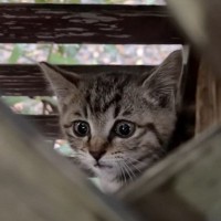 雨の日に『柵に挟まって泣いている子猫』を発見…"緊急保護"の様子に涙がでると34万再生「尊い命が救われた」「素晴らしい行動力」