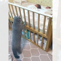 「赤ちゃんに興味津々！」ベビーベッドの中をのぞき込んでいる猫ちゃんが可愛すぎる♡
