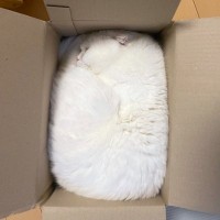 「スーパーシンデレラフィット！？」ジャストサイズな箱で丸くなる猫ちゃん「猫に見えない」との声も