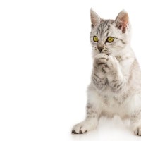 猫が『お祈りポーズ』をよくするシーン5選　「お願い♡」と思ってやってるの？