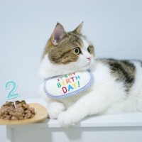 愛猫の『お誕生日』3つのお祝いアイデア　プレゼントやディナー…ほかには？