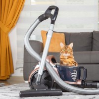 猫はなぜあんなに『掃除機』を怖がるの？3つの理由　克服してもらうための方法はある？