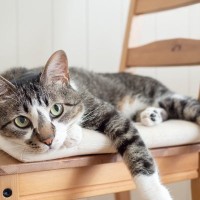 猫は人により『態度』を変える！？3つのタイプ別に見る、その理由　あなたは愛猫にとってどんな人？