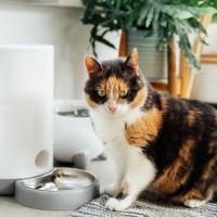 猫のために『自動給餌器』って必要？メリット・デメリット3選　便利な反面、イタズラの的になることも