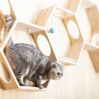 猫にとって『居心地サイコーな家』の条件5つ　幸せに暮らしてもらえる住環境とは？