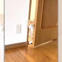 飼い主『入るんか？入らんのか？』…ドアの開け方が『もどかしすぎる猫』が52万再生「かしこい猫ちゃんｗ」「立ってドア開けてますよね」