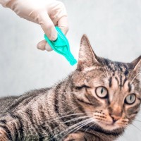 市販薬の成分で、特定の猫に「神経障害」の可能性が　米研究者が研究結果を発表
