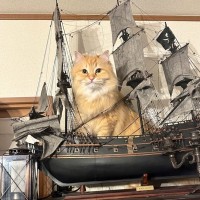 「手下にして！」いなくなったと探し回る飼い主の心配をよそに『海賊王』気分でドヤる猫さんが話題♪