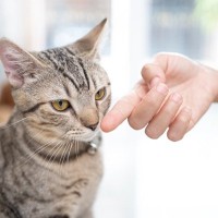猫に『指を差し出すとニオイをかぐ』3つのワケ　猫流の「こんにちは」サインだった！