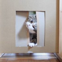 『猫は頭が入れば通り抜けられる？』検証した結果…奮闘する姿に思わず笑ってしまうと94万再生「可愛すぎて」「確固たる意志を感じる」