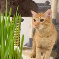猫が『はじめての猫草』で見せた反応…"興味津々な姿"に可愛すぎると17万6000再生「窓越しの猫良すぎ」「癒やされた」の声