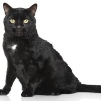 猫の『エンジェルマーク』を知っていますか？黒猫たちの命を守った、幸運の印