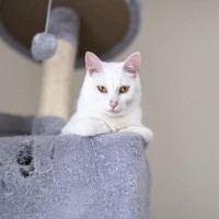 猫を危険にさらす『危ないキャットタワー』3つの特徴　安全に遊ぶための選び方も