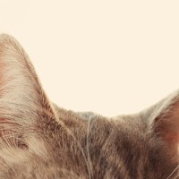 猫の耳はとってもおしゃべり！『耳の向き』でわかる6つのキモチ　倒れるほどにご機嫌ななめ？