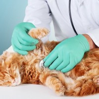 猫に『意識障害』を引き起こす病気3選　主な症状や予防法を解説
