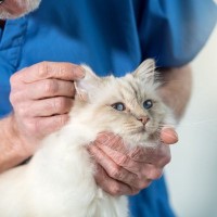猫には不快な『耳ダニ』2選　強いかゆみが大きなストレスに…原因や症状、治療法を解説