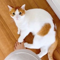 「足をけりけり」冷蔵庫からヨーグルトを出したときの猫の様子がこちら「ちょうだいアピールがスゴイ！」