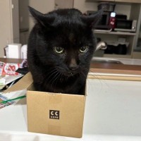 「自信満々！」箱に入り切れていないのにドヤ顔な黒猫が可愛らしい「サイズオーバーだったね」