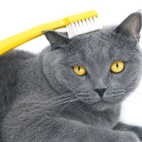 猫がうっとりする『歯ブラシマッサージ』！やり方や気をつけるべきポイントをご紹介