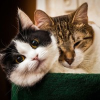 猫の『フィラリア症』を怖がるべき4つの理由　ベストな対策は予防すること！
