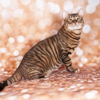 まるで小さい野生ネコ？ワイルドな魅力満載の「ヒョウ柄・トラ柄」猫種4選！