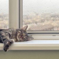 猫が『雨の日によく寝る』と言われる4つの理由　狩りをしている時代の名残だった？
