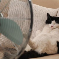 猫がいる部屋で『扇風機』は危険？気をつけるべき3つのこと　上手に使って暑さ対策を！