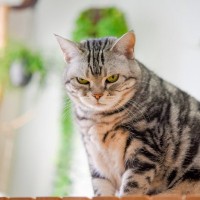 ギロリ…猫があなたを『にらんでいる』ときのホントの理由5つ　やっぱり怒っている？